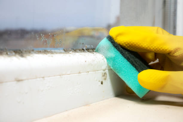 Best Mold Remediation  in Puxico, MO