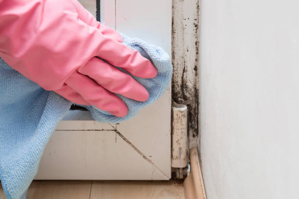 Best Certified Mold Removal  in Puxico, MO