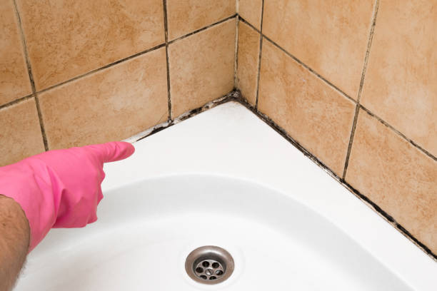 Best Best Mold Removal Companies  in Puxico, MO