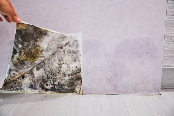 Trusted Puxico, MO Mold Removal Experts